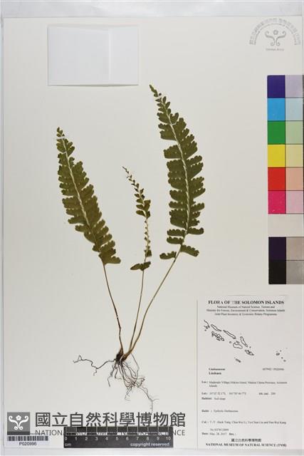 登錄號:P020996藏品圖，第1張