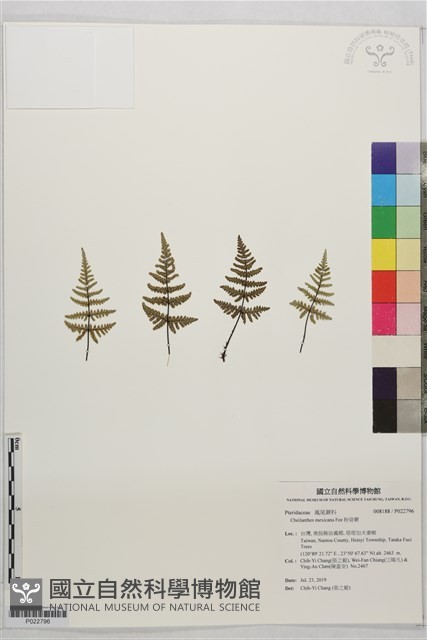 粉背蕨藏品圖，第1張