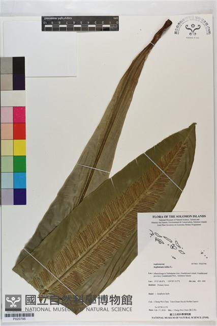 臺灣山蘇花藏品圖，第1張