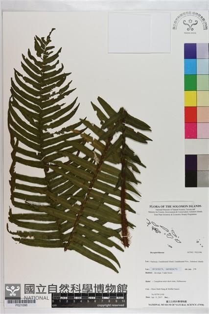 Accession Number:P021096 Collection Image