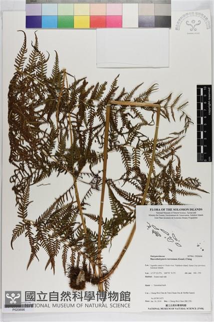 Accession Number:P020696 Collection Image