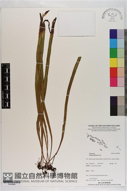 書帶蕨藏品圖，第1張