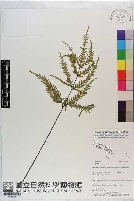 登錄號:P021136藏品圖，第1張