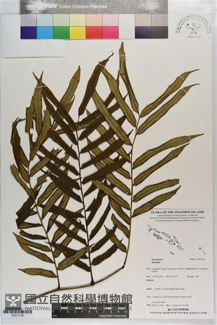 登錄號:P021736藏品圖，第1張