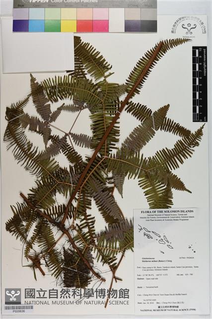 Accession Number:P020636 Collection Image