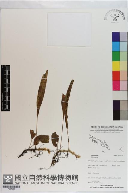 登錄號:P021236藏品圖，第1張