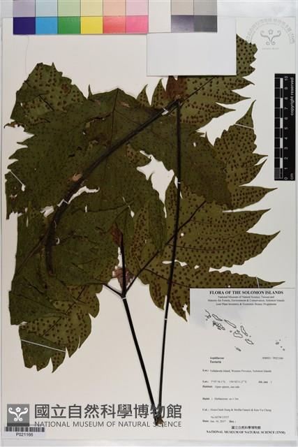 登錄號:P021166藏品圖，第1張