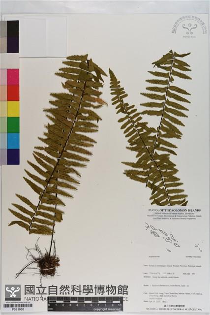 登錄號:P021066藏品圖，第1張