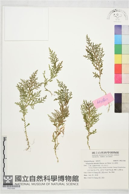 玉山卷柏藏品圖，第1張