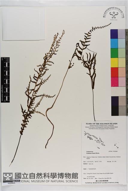 Accession Number:P020666 Collection Image