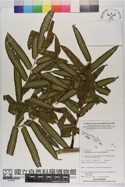 蘭嶼觀音座蓮藏品圖，第1張