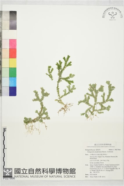 生根卷柏藏品圖，第1張