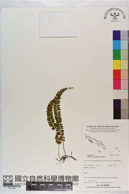 攀緣鱗始蕨藏品圖，第1張