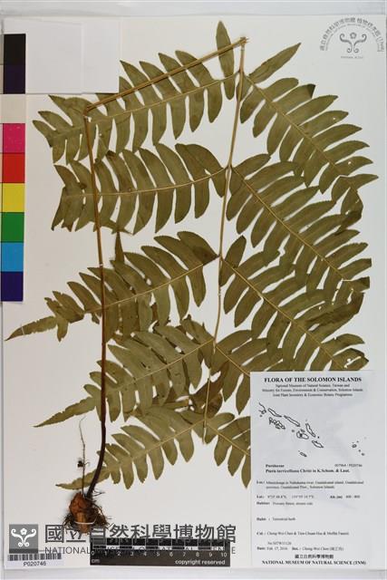 登錄號:P020746藏品圖，第1張