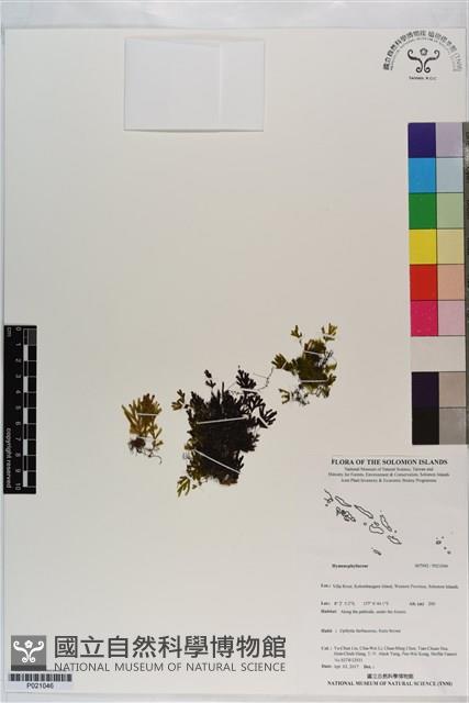 登錄號:P021046藏品圖，第1張