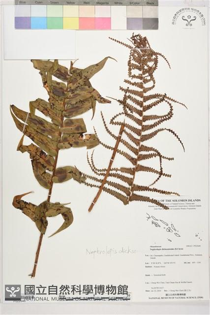 登錄號:P022646藏品圖，第1張