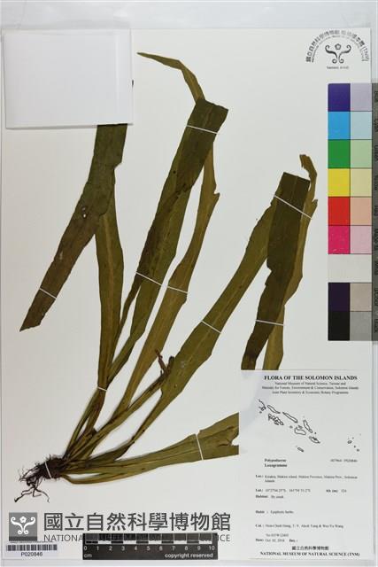 登錄號:P020846藏品圖，第1張