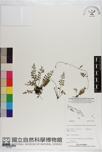 登錄號:P021246藏品圖，第1張