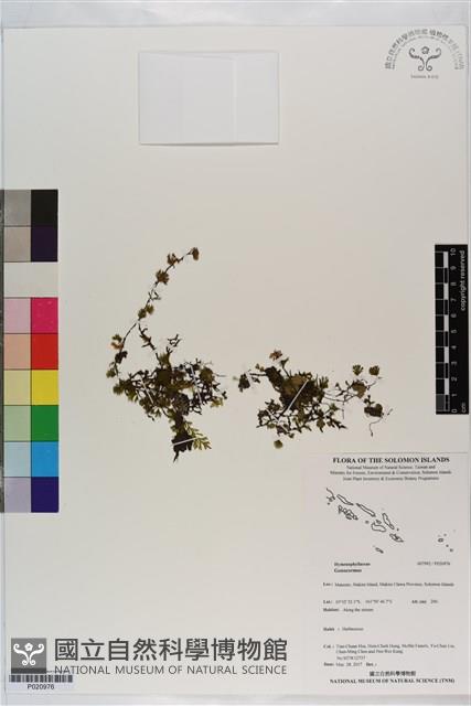 登錄號:P020976藏品圖，第1張