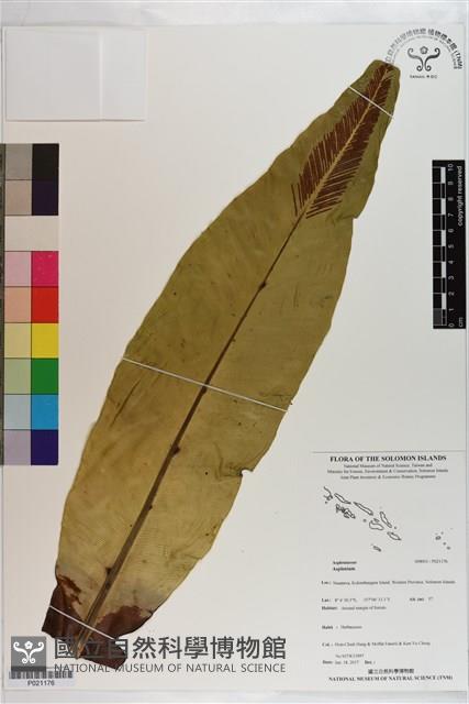 登錄號:P021176藏品圖，第1張