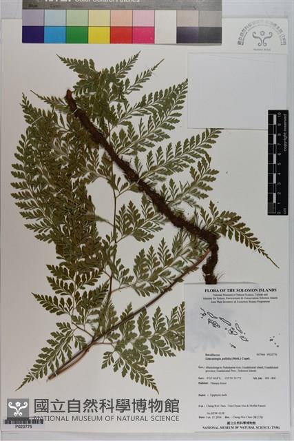 登錄號:P020776藏品圖，第1張