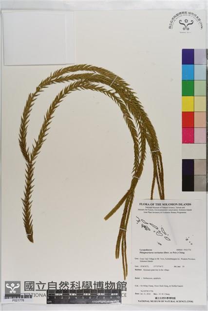 覆葉石松藏品圖，第1張