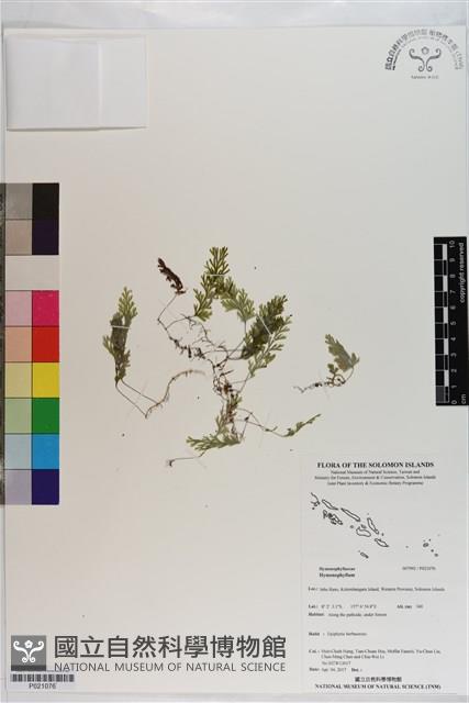 登錄號:P021076藏品圖，第1張