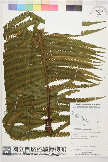 登錄號:P022576藏品圖，第1張