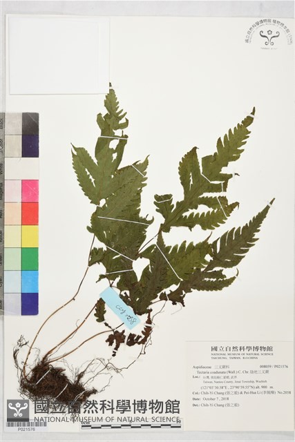 陰地三叉蕨藏品圖，第1張