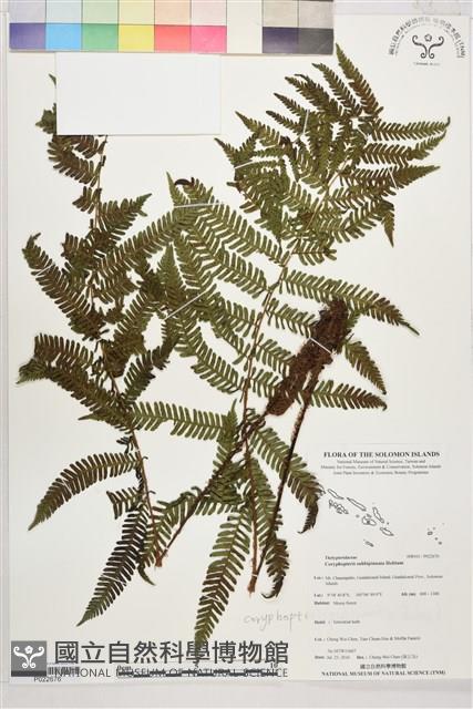 登錄號:P022676藏品圖，第1張