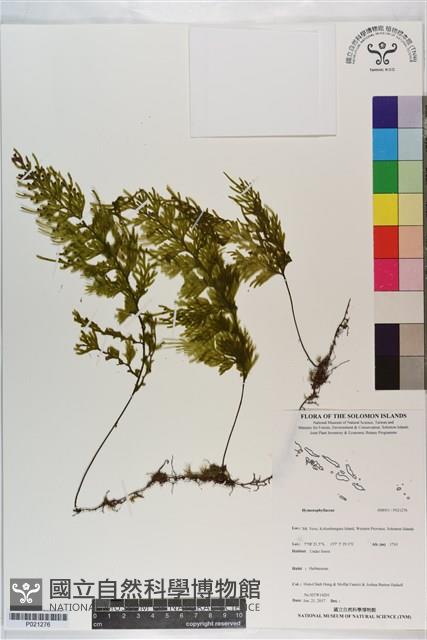 登錄號:P021276藏品圖，第1張