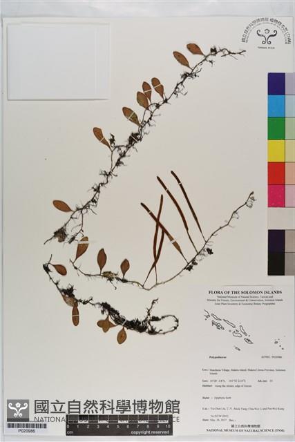 登錄號:P020986藏品圖，第1張