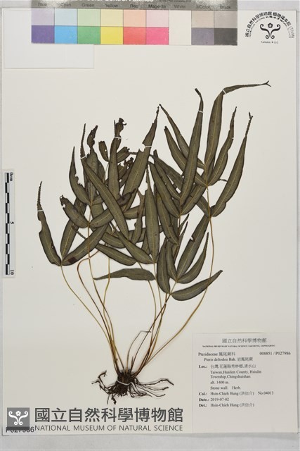 岩鳳尾蕨藏品圖，第1張