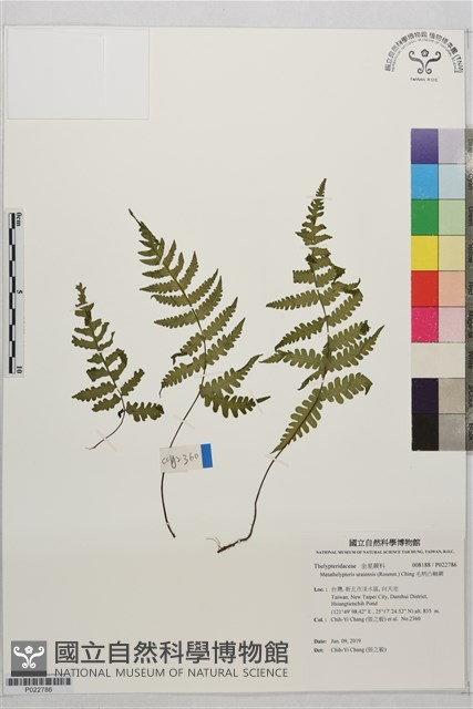 毛柄凸軸蕨藏品圖，第1張