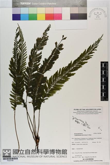 登錄號:P020786藏品圖，第1張