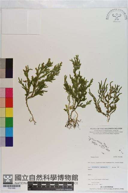 登錄號:P021086藏品圖，第1張