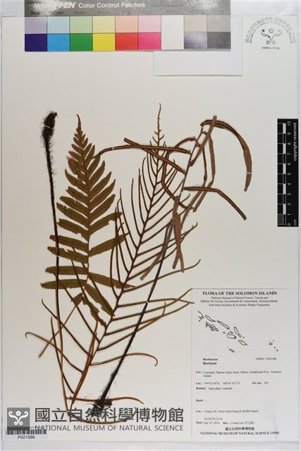 登錄號:P021586藏品圖，第1張