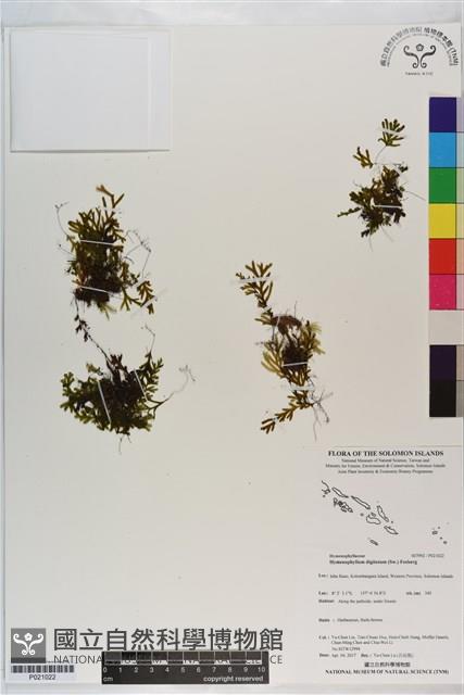 指裂細口團扇蕨藏品圖，第1張