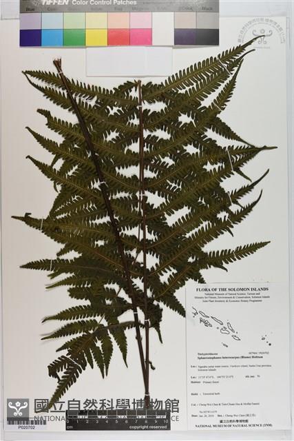 登錄號:P020702藏品圖，第1張