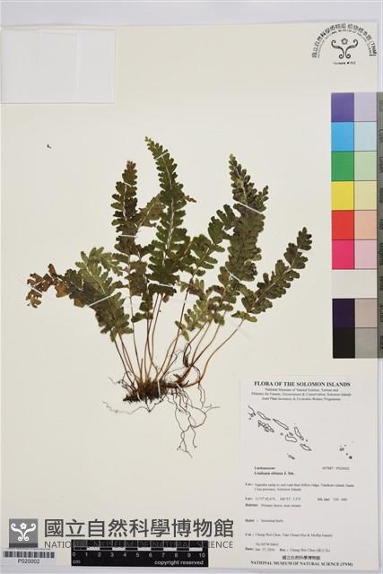 鈍齒鱗始蕨藏品圖，第1張