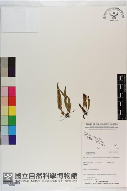 登錄號:P021302藏品圖，第1張