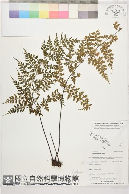 登錄號:P022602藏品圖，第1張