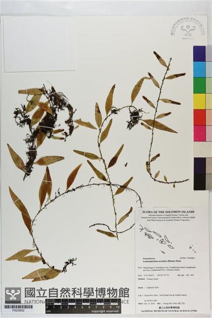 登錄號:P020802藏品圖，第1張