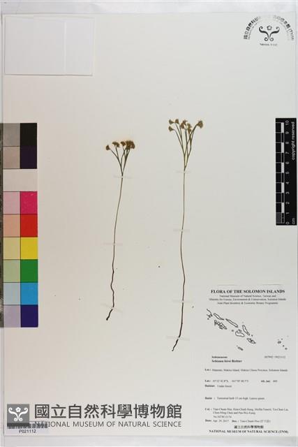 分枝莎草蕨藏品圖，第1張