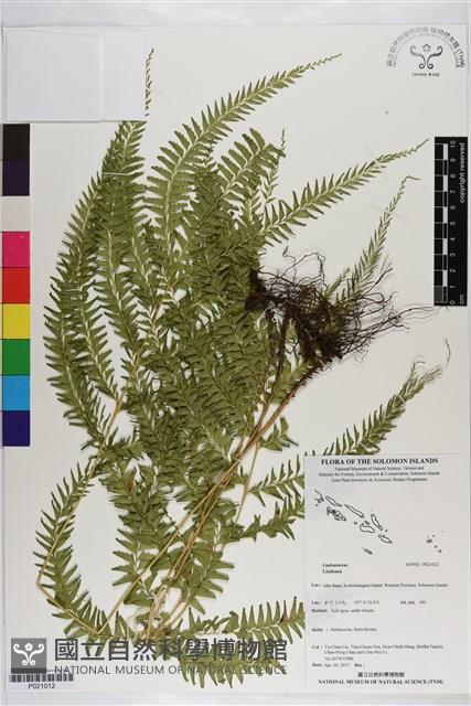 登錄號:P021012藏品圖，第1張