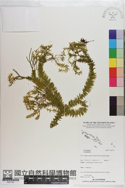 登錄號:P021152藏品圖，第1張