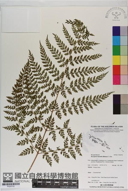 假複葉耳蕨藏品圖，第1張