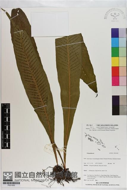 登錄號:P021052藏品圖，第1張