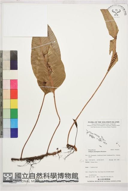 登錄號:P022652藏品圖，第1張