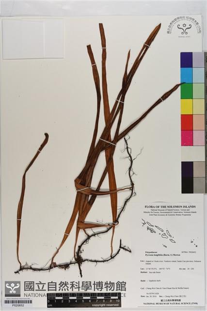 南洋石葦藏品圖，第1張